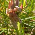 Serapias parviflora Blüte