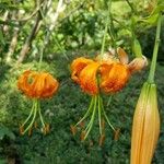 Lilium henryi Flor