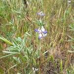 Lupinus bicolor Flower