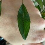 Euphorbia fulgens Лист