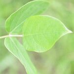 Mucuna pruriens Leaf