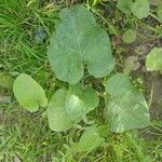 Arctium nemorosum Leaf