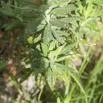 Senecio pterophorus Habit