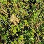 Scutellaria albida 葉