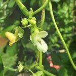 Phaseolus vulgaris Blomma
