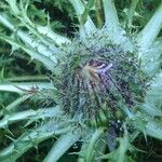 Cirsium acaulon Otro