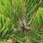 Pinus heldreichii Folha