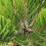 Pinus heldreichii Frunză