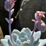 Echeveria laui Hábito