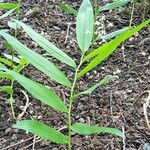 Maianthemum stellatum Feuille