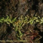 Callitriche brutia Staniste