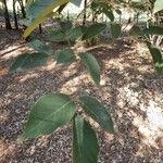 Tabebuia roseoalba Leaf