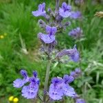 Nepeta grandiflora Blodyn