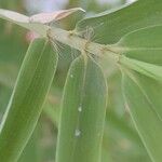 Phyllostachys aurea Blatt