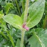 Silene dioica Leaf