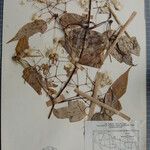 Clematis connata Otro