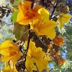 Fremontodendron californicum Кветка