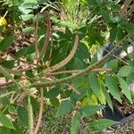 Senna occidentalis Fruit