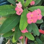 Euphorbia lophogona花