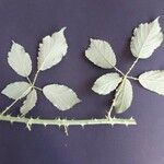 Rubus winteri Blad