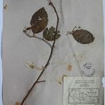 Terminalia anogeissiana Sonstige