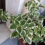 Plectranthus madagascariensisЛіст