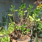 Sedum dendroideumবাকল