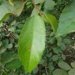 Grewia trichocarpa Hoja