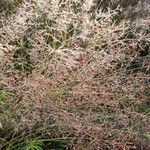 Agrostis capillaris List