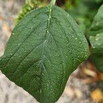 Amaranthus viridis 叶