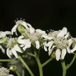 Verbesina microptera Flor