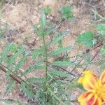 Tagetes lunulata Blad