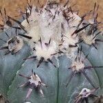 Echinocactus horizonthalonius Folha