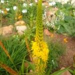 Eremurus stenophyllus Flower