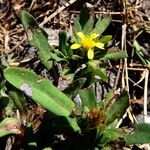 Pectis prostrata Flor