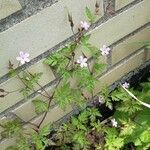 Geranium purpureumপাতা