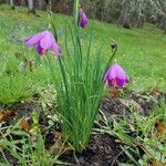 Allium narcissiflorum Blüte