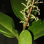 Miconia trinervia Leaf