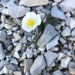 Ranunculus seguieri Flor