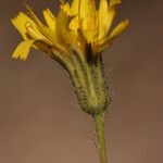 Hieracium scouleri Blüte
