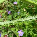 Ammobium alatum Leaf