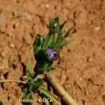 Legousia hybrida Sonstige