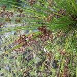 Juncus effusus Cvet