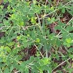 Baptisia tinctoria Leaf