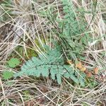Pellaea atropurpurea Hábito
