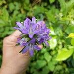 Campanula glomerataÇiçek