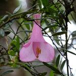 Philesia magellanica Flower