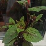 Fuchsia triphylla Leaf