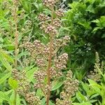 Spiraea salicifolia 花