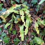 Asplenium scolopendrium ᱛᱟᱦᱮᱸ